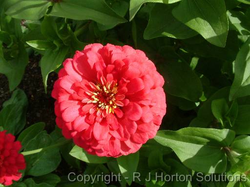 Zinnia pink 